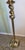 1970s 1970s Twisted Brass Floor Lamp For Sale - Image 5 of 6