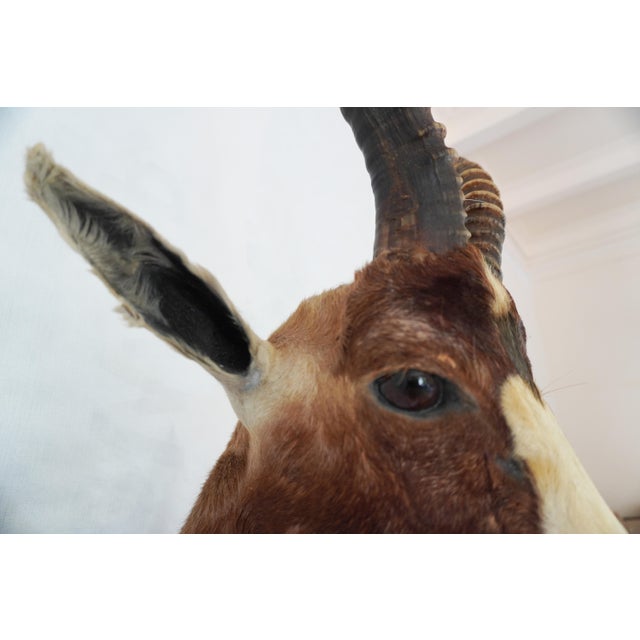 Animal Skin Blesbok Antelope Mount Bust Head For Sale - Image 7 of 17