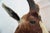 Animal Skin Blesbok Antelope Mount Bust Head For Sale - Image 7 of 17
