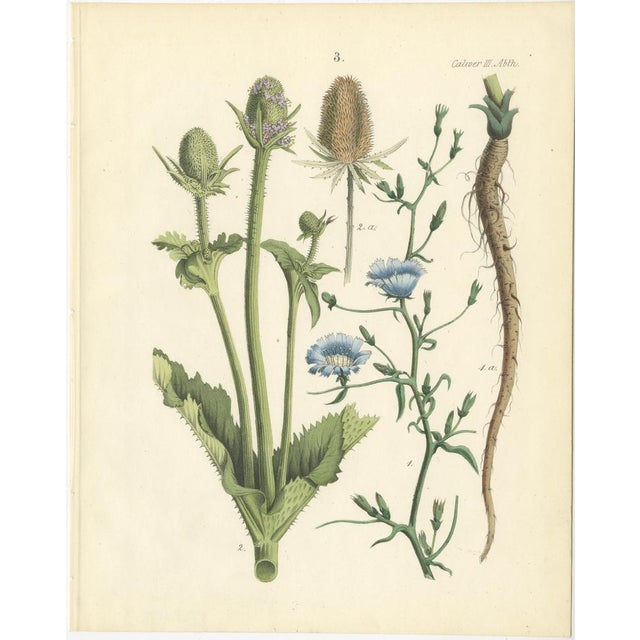 Calwer, Botanical Plates of Technical Plants, 1854, Prints, Set of 12 For Sale - Image 4 of 15