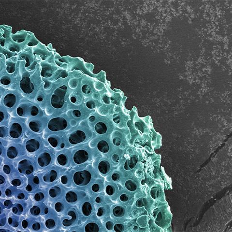 Modern Untitled Radiolarian Digital Painting by Modernist Andrew Leonard For Sale - Image 3 of 5