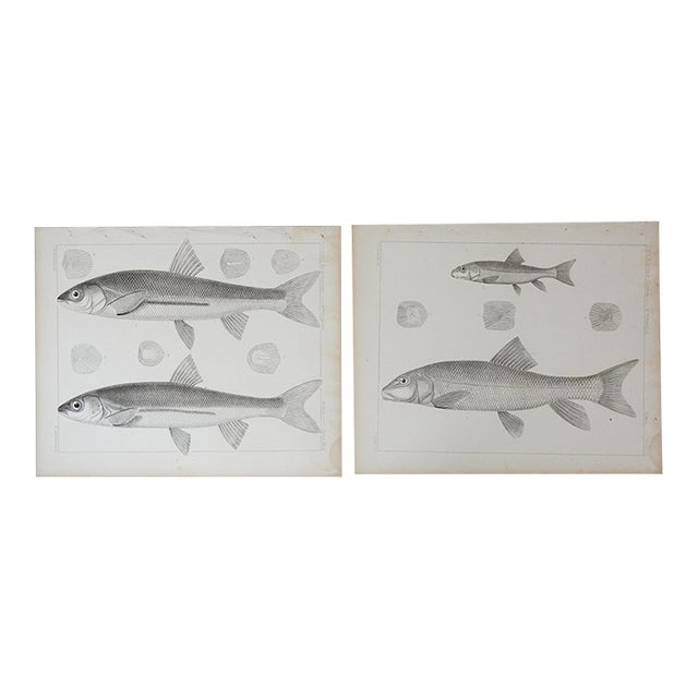 Mid 19th Century Us Pacifc Railroad Fish Lithograph Book Plate - A Pair For Sale