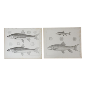 Mid 19th Century Us Pacifc Railroad Fish Lithograph Book Plate - A Pair