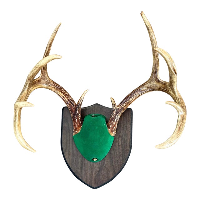 Late 20th Century Taxidermy White Tail Deer Buck Antlers Horns on Wall-Mounted Plaque For Sale