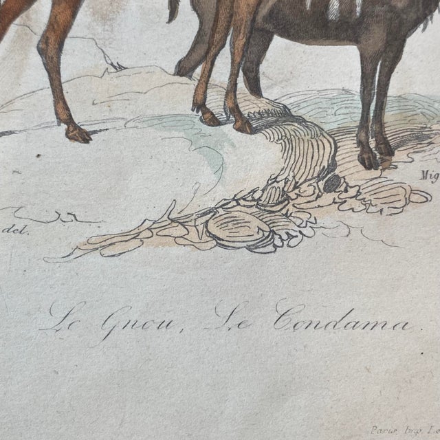 French Antique 18th Century "Le Gnou" Animal Engraving Hand Colored Signed Artwork For Sale - Image 9 of 11
