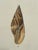 Hand-Colored Antique George Sowerby Engraved Plates Ft. Seashells - Set of 6 For Sale - Image 11 of 11