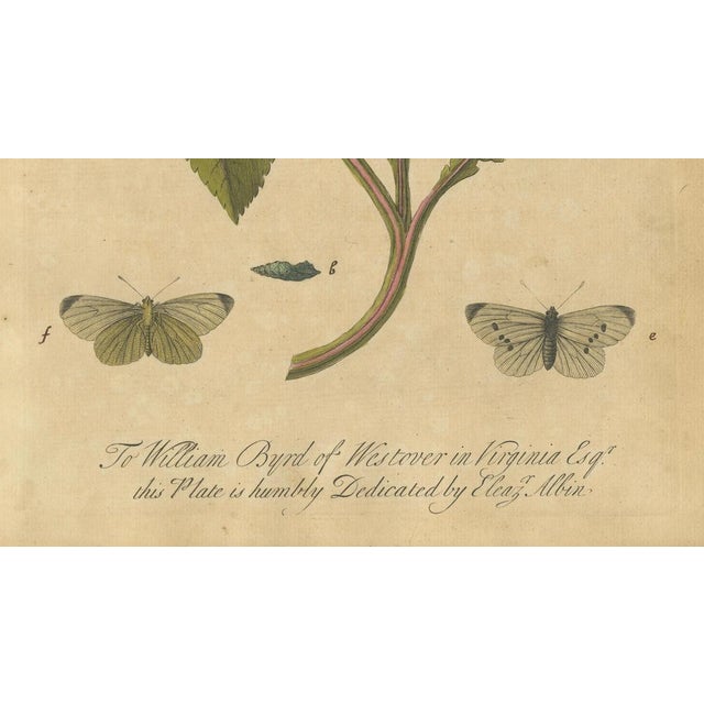 Early 18th Century E. Albin, Butterfly Life Cycle on Flowering Plant, Hand-Colored Engraving, 1720 For Sale - Image 5 of 9