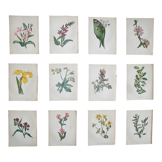 Authentic Antique 19th Century Anne Pratt Botanical Chromolithographs - Set of 12 For Sale