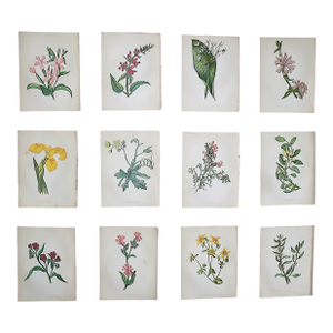 Authentic Antique 19th Century Anne Pratt Botanical Chromolithographs - Set of 12