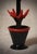 2000 - 2009 Italian Red and Black Murano Glass Cactus Sculpture, 2000s For Sale - Image 5 of 10