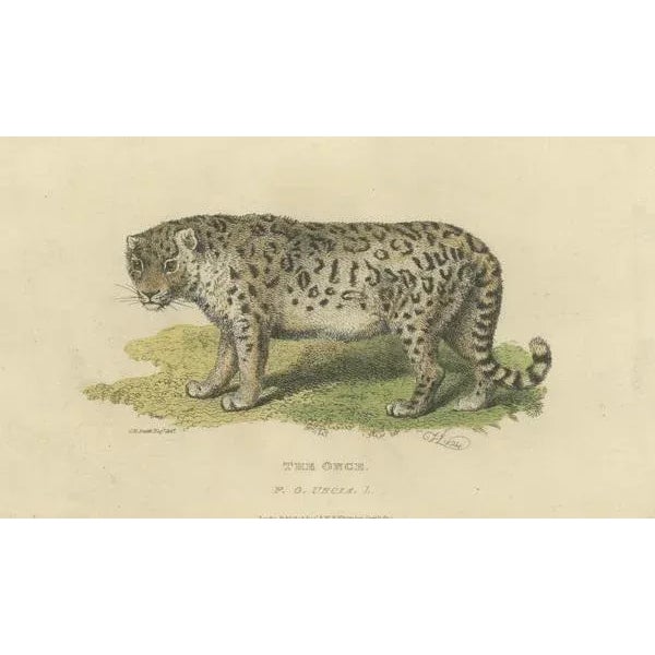 Snow Leopard, 1824, Paper For Sale - Image 3 of 7