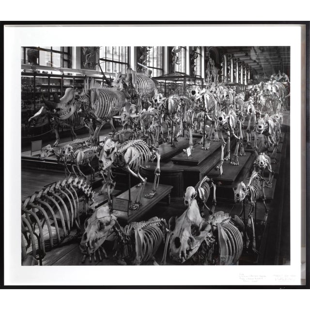 Paper Matthew Pillsbury, Hordes, La Galerie d'Anatomie Comparée, Musée d'Histoire Naturelle, Pigment Ink Print For Sale - Image 7 of 7