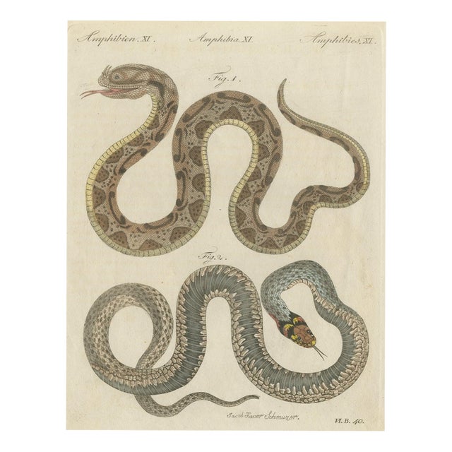 Bertuch, Two Snakes with Bold Head Markings, 1805, Print For Sale