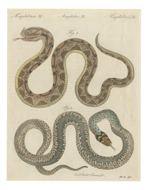 Bertuch, Two Snakes with Bold Head Markings, 1805, Print