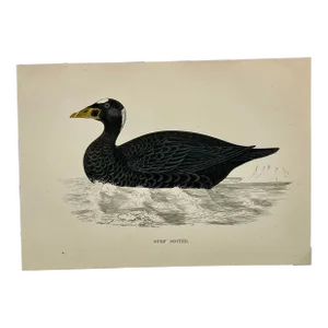 Antique Hand Tinted Bird Print From England Featuring a Black Surf Scoter - Circa 1888