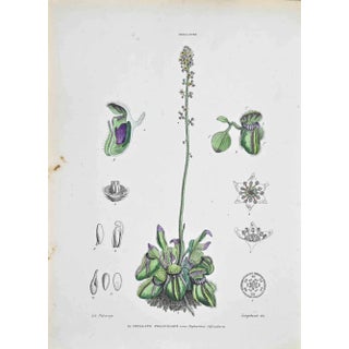 Vincenzo Tenore, The Follicular Cephalotus, Lithograph, 1870s For Sale