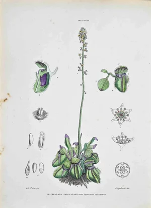 Vincenzo Tenore, The Follicular Cephalotus, Lithograph, 1870s