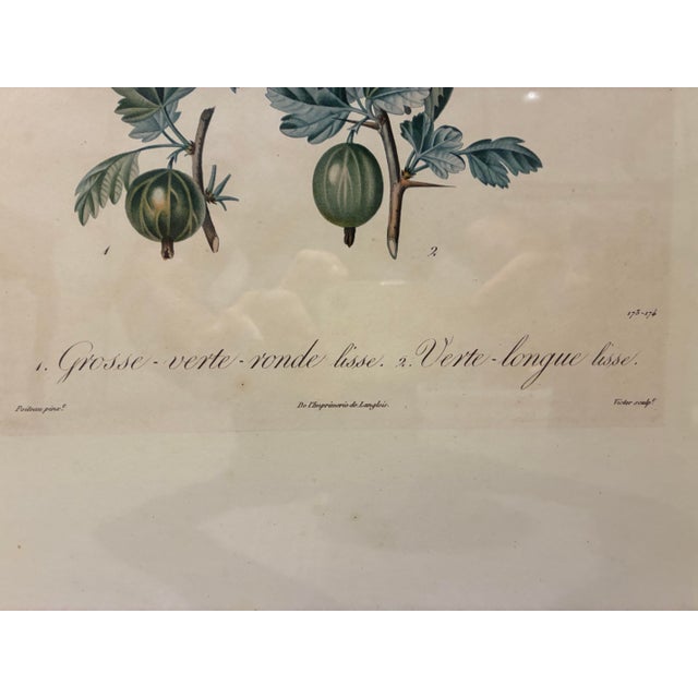 French Vintage French Gooseberry Botanical Print in Distressed Black & Gold Frame For Sale - Image 3 of 5