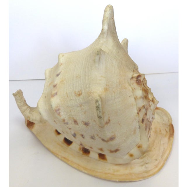 Natural King Helmet Conch Shell Specimen | Chairish