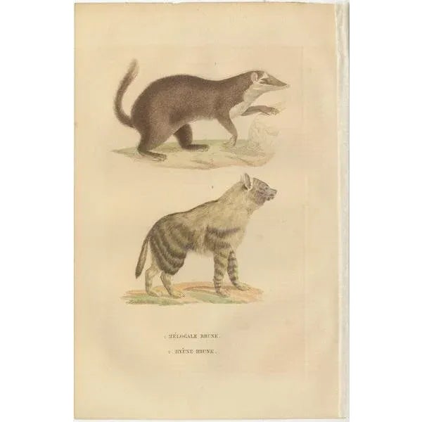 This engraving showcases two distinct animals: 1. **Meilogale Brune** - This is likely the brown-tailed mongoose...