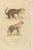 This engraving showcases two distinct animals: 1. **Meilogale Brune** - This is likely the brown-tailed mongoose...