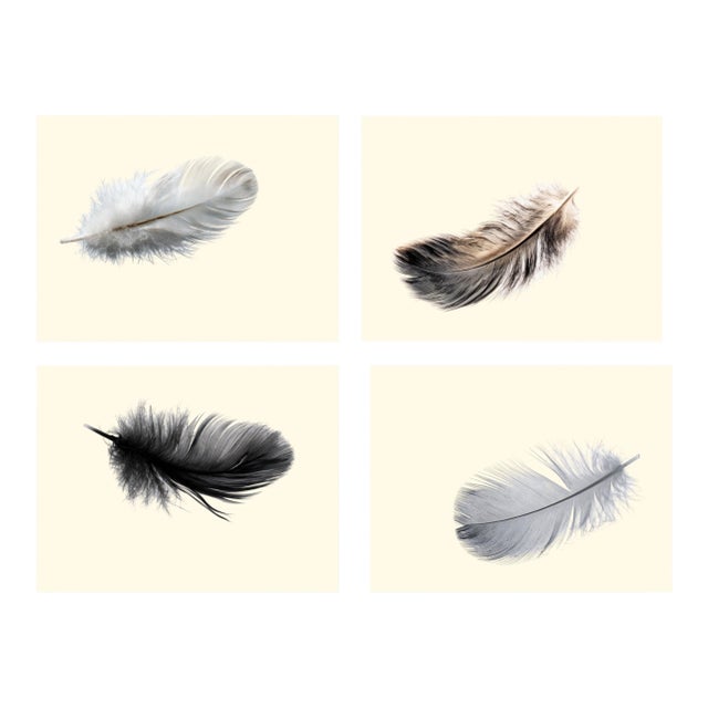 Feathers Set of Four Prints 8 X 10 in Contemporary Home Decor Reproduction For Sale