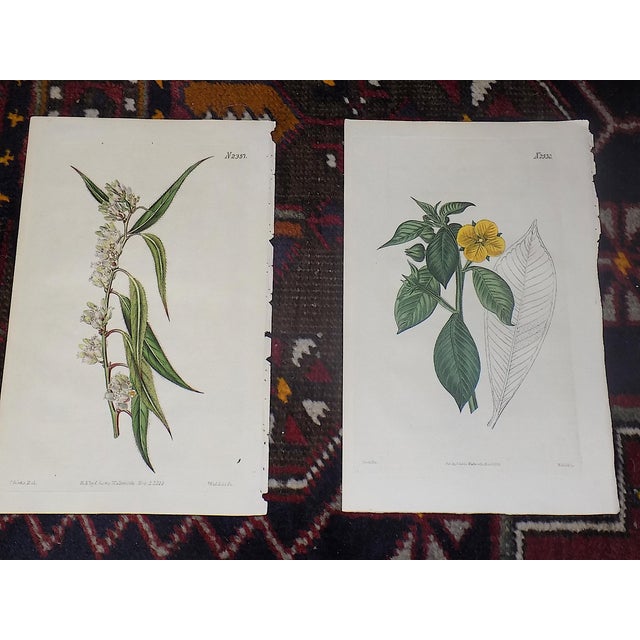 William Curtis Authentic Antique Early 19th Century Hand Colored Copperplate Botanical Engravings - Set of 12 For Sale - Image 4 of 7
