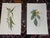 William Curtis Authentic Antique Early 19th Century Hand Colored Copperplate Botanical Engravings - Set of 12 For Sale - Image 4 of 7