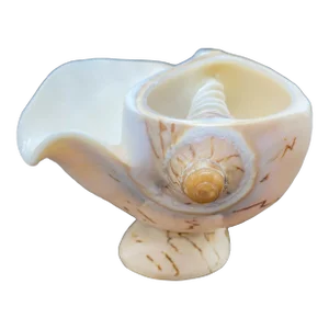 Circa 1920s Noble Volute Seashell Pedestal Bowl – Vintage Natural Conch Shell Catchall