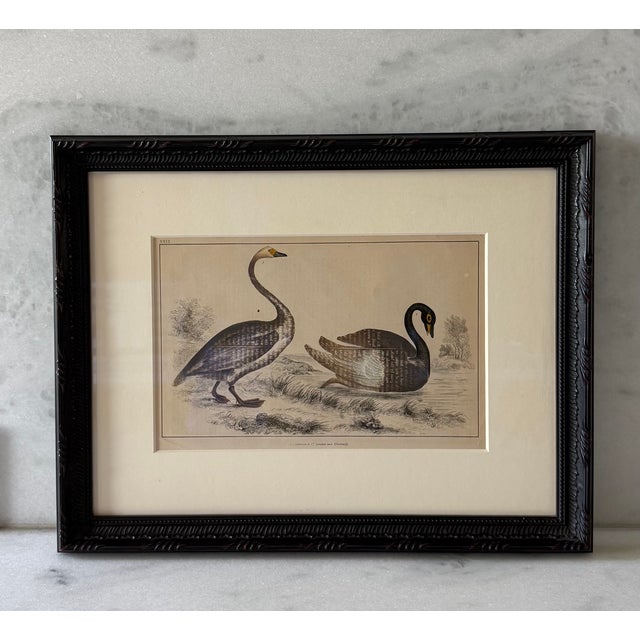Illustration Framed Antique Print From Oliver Goldsmith's "A History of the Earth and Animated Nature" For Sale - Image 3 of 9