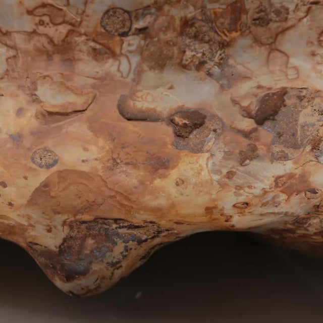 Chestnut Large Ammonite Fossil Unique Accent For Sale - Image 8 of 16