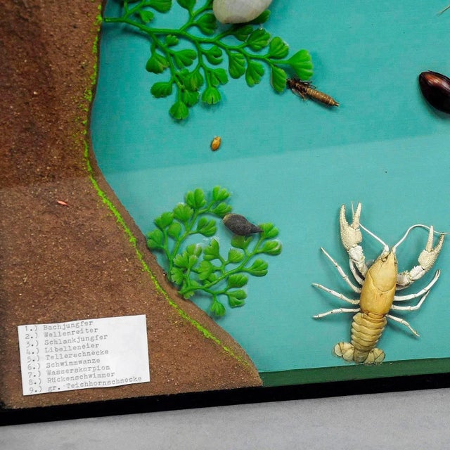 a vintage school teaching showcase with specimen illustrating the fresh water Habitat. used as teaching material in German...