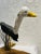 Vintage Coastal Hand-Carved and Painted Large Seagull Driftwood Statue For Sale - Image 6 of 13