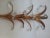 Hans Kogl Attributed 1970s Gilt Glass Prism Sconce For Sale In Sacramento - Image 6 of 7