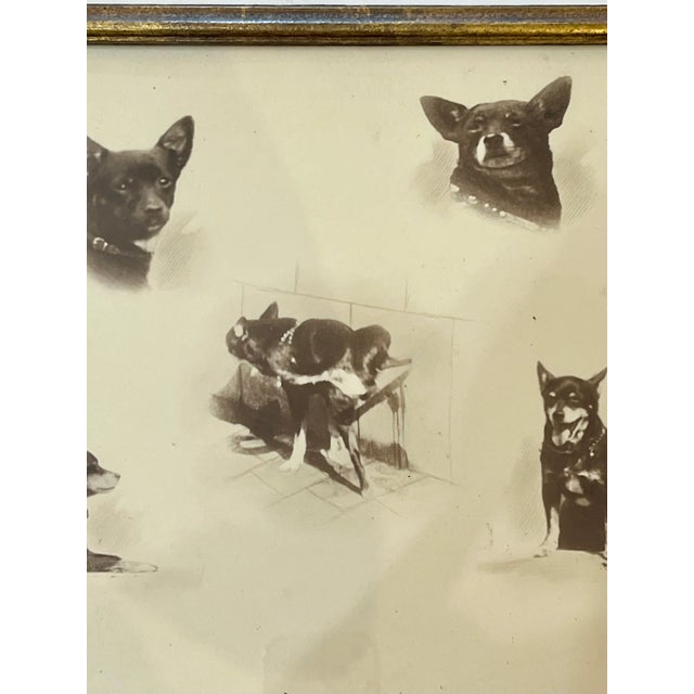 Antique Parisian Gilt Wood Framed Dog Portrait For Sale - Image 6 of 12