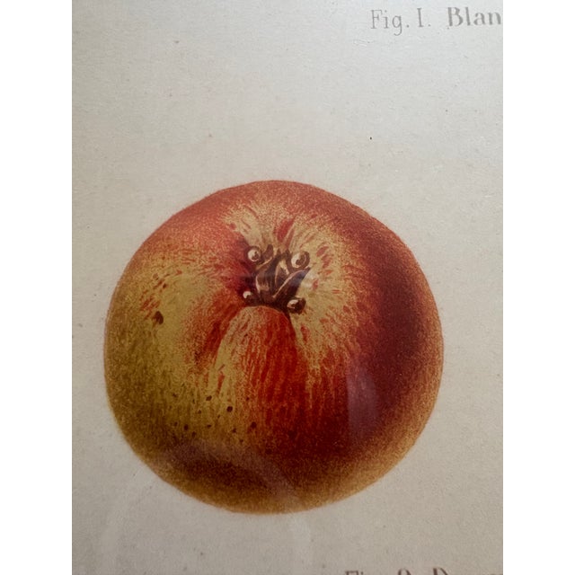 Series of 4 19th C Hand Colored Engravings of Apples For Sale - Image 13 of 17