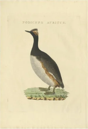 Sepp & Nozeman, Horned Grebe, 1829, Print