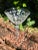 Glass Four 1930s Fostoria Chintz Liqueur or Cordial Glasses Etched With Chintz Pattern- Set of 4 For Sale - Image 7 of 8