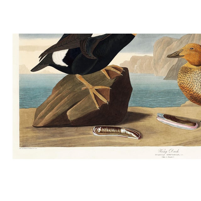 Black King Duck, Vintage Art Print Reproduction From Birds of America (1827) by John James Audubon, 48″ × 32″ For Sale - Image 8 of 9