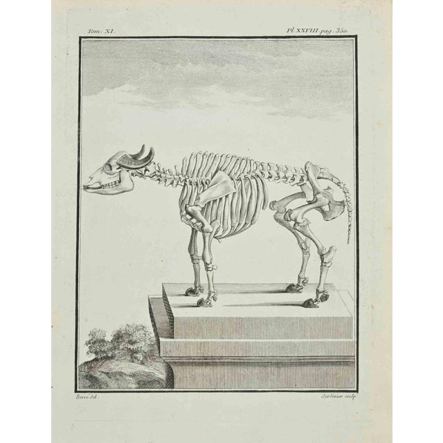 Claude Jardinier, The Skeleton, Etching, 1771 For Sale