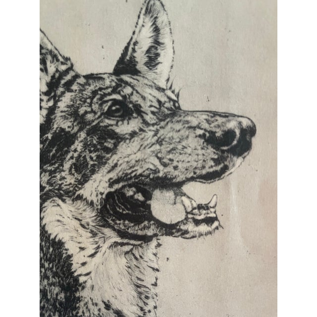 Vintage Original Etching of a German Shepherd Dog by Benson Moore For Sale - Image 4 of 6