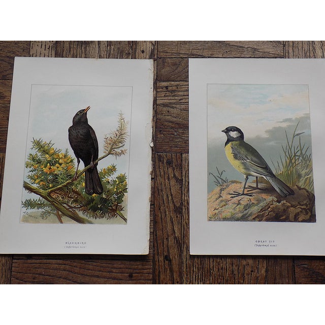 Antique 19th Century Wild Bird Chromolithographs - Set of 9 For Sale - Image 4 of 9