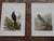 Antique 19th Century Wild Bird Chromolithographs - Set of 9 For Sale - Image 4 of 9
