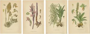 The Orchids of Müllers, 1904, Paper, Set of 4