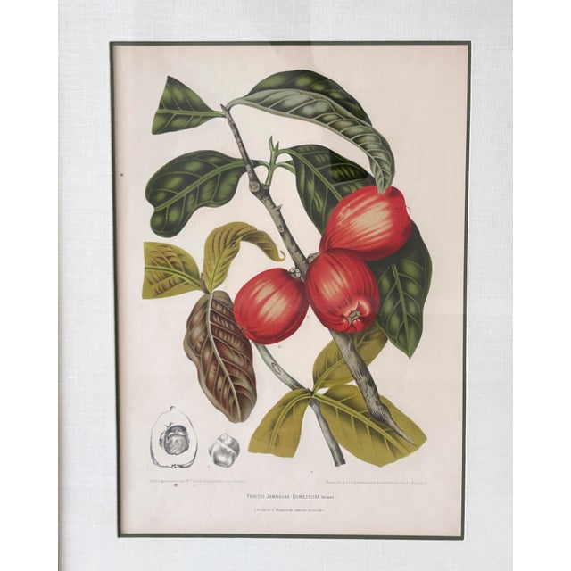 Illustration Vintage Botanical Floral Prints, l'Ile De Java, Framed, a Pair Reproduction For Sale - Image 3 of 12