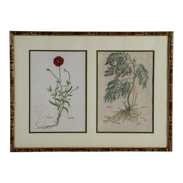 French Antique Trio of Framed Double-Print Renaissance Botanical Wall Art For Sale - Image 3 of 18