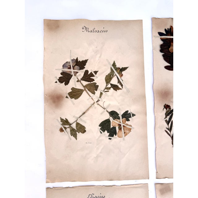 Oversized Antique French Herbarium Specimens – Set of 8 | Original 19th Century Pressed Botanical Collection From Paris For Sale In Buffalo - Image 6 of 17