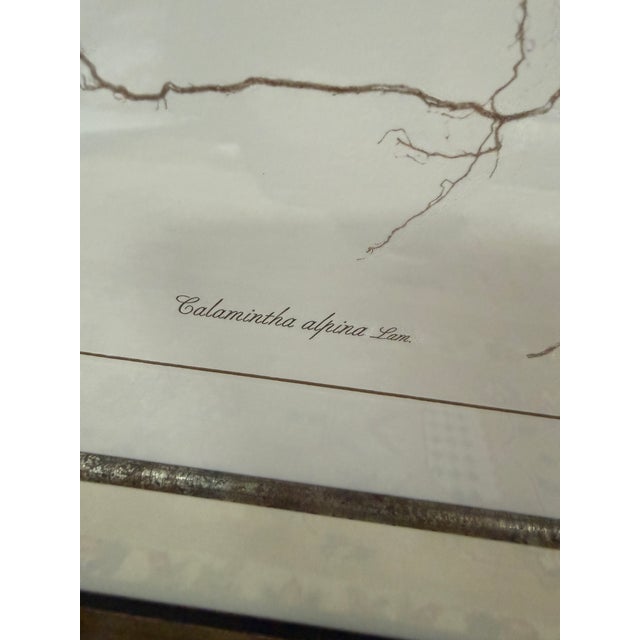 Contemporary Lussier Lajoie Framing Botanical Prints, Set of Five For Sale - Image 3 of 12