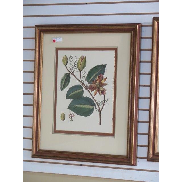 John Richard Framed & Matted Botanical Prints a Pair Chairish