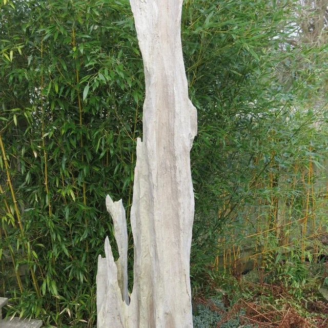 Wonderful large sculpture made from drift timber, natural form. Very good texture and colour to the wood, aged over time....